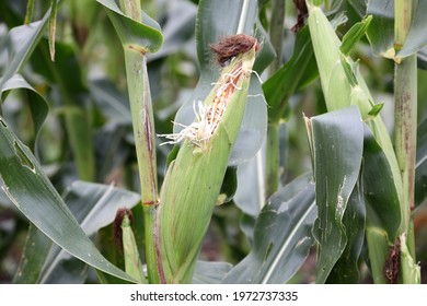 Healthy rows of fresh corn growing in field in Queensland, Australia - Shutterstock ID 1972737335