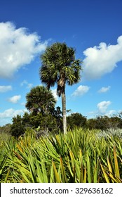 Healthy sabal palm tree in South Florida.  The sabal palm is the state tree of both Florida and South Carolina.