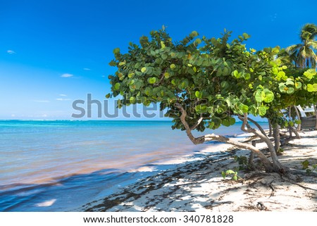 Healthy sea grape tree in the tropical beach.