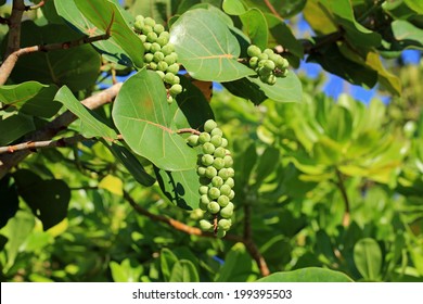 Healthy Sea Grape Tree In The Tropics 