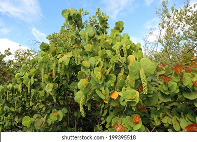 Healthy Sea Grape Tree In The Tropics 