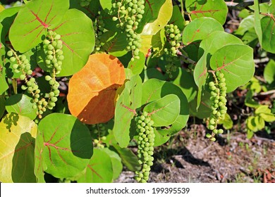 Healthy Sea Grape Tree In The Tropics 