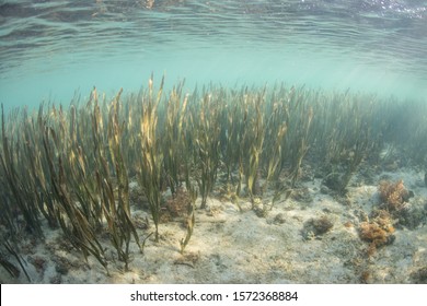 Healthy Seagrass Bed Offers Habitat Small Stock Photo 1572368884