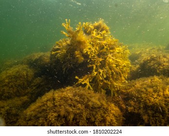 A Healthy Seascape From The Sound Malmo Sweden. Seaweeds And Green Cold Water. Plenty Of Small Fish In The Background