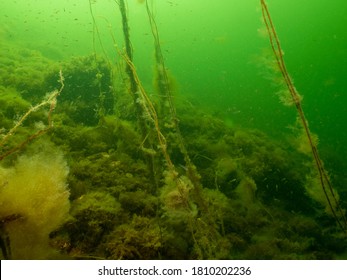 A Healthy Seascape From The Sound Malmo Sweden. Seaweeds And Green Cold Water. Plenty Of Small Fish In The Background