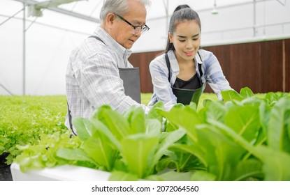 Healthy Senior Citizen Is Working In Hydroponics Farm. Happy Grandpa With Young Female Grandchildren Cultivated Green Organic Vegetables In Greenhouse Gardening. Old Aged Man Horticulturist Lifestyle.