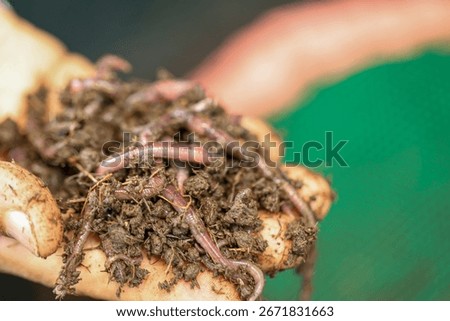 Healthy Soil Ecosystem: Close-up of Earthworms in Rich Compost