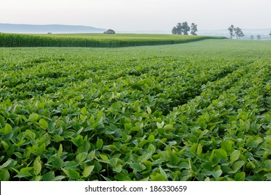 Healthy Soybean Field On A Summer Morning