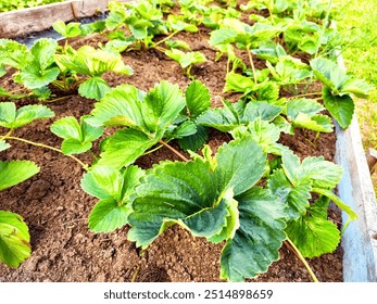 Healthy strawberry plants thrive in a garden bed under sunlight. - Powered by Shutterstock