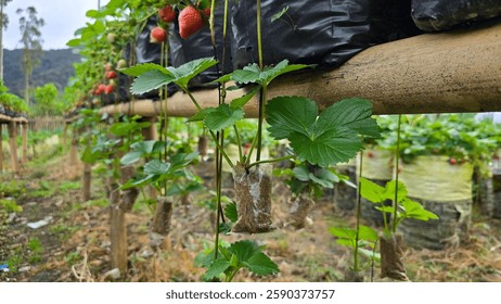 Healthy strawberry runner plants developing strong roots for new growth. Perfect for home gardening! #strawberryplants #gardeninglife #homegrown