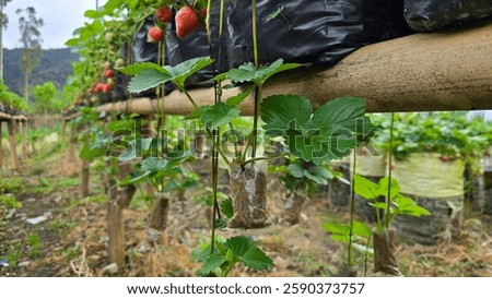 Healthy strawberry runner plants developing strong roots for new growth. Perfect for home gardening! #strawberryplants #gardeninglife #homegrown