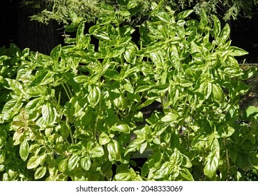 Healthy Sweet Basil Plant Growing In A Home Vegetable Garden Using Containers On A Raised Terrace In Northern Michigan.