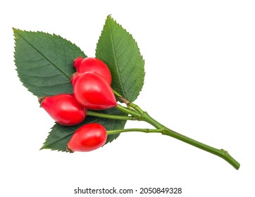 Healthy sweet rosehips on young briar twig isolated on white background. Rosa canina. Red rose hips and fresh leaves on green stem. Vitamins for health prevention and protection in natural wild fruit.