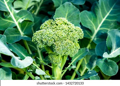 Healthy vegetables growing in garden, young green broccoli cabbage close up
