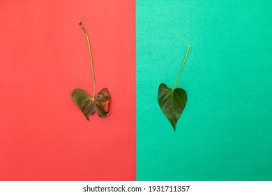 Healthy Versus Unhealthy. 2 Leaves On Divided Background: Good Health And Bad Health Of Plants.