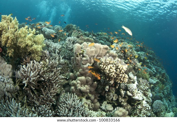 Healthy Vibrant Color Coral Reef Stock Photo (Edit Now) 100833166