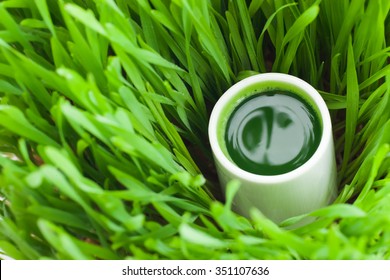 Healthy Way Of Life. Energy From Nature. Ecological Wheat-grass Juice. Regenerate Your Cells  Stop Ageing Processes And Detoxicate Your Body. High Key Isolated On White.