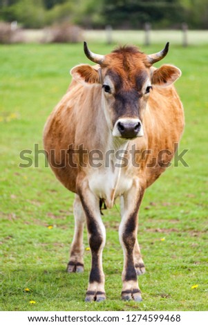 Similar – Cachena Cattle