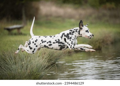 healthy and young dalmatian playing, jumping and running