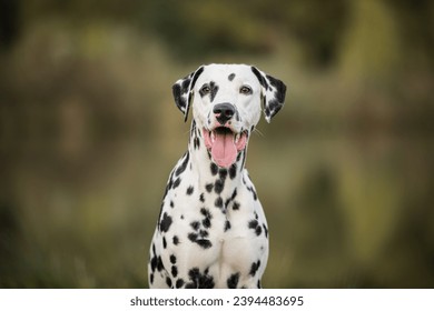 healthy and young dalmatian posing