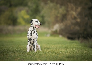 healthy and young dalmatian posing