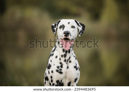 healthy and young dalmatian posing