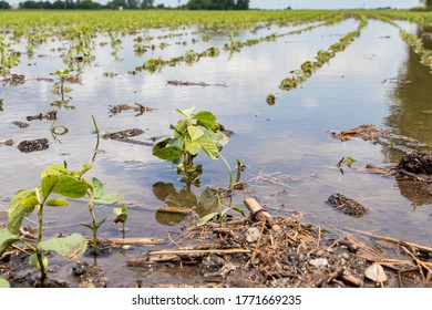 Healthy, Young Soybean Plants In Flooded Farm Field. Concept Of Crop Damage, Field Tile And Soil Drainage