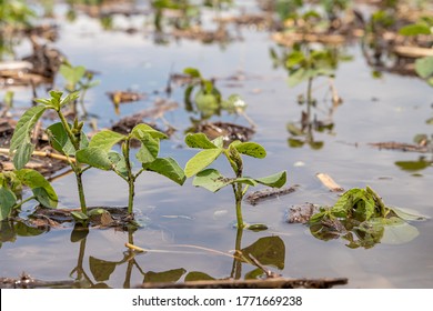 Healthy, Young Soybean Plants In Flooded Farm Field. Concept Of Crop Damage, Field Tile And Soil Drainage