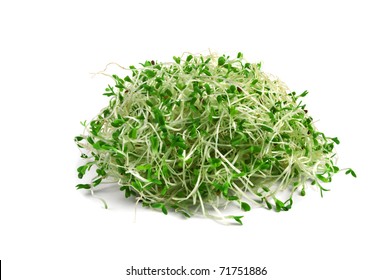 Alfalfa Sprout 图片 库存照片和矢量图 Shutterstock