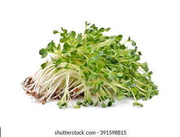 紫花苜蓿的圖片 庫存照片和向量圖 Shutterstock