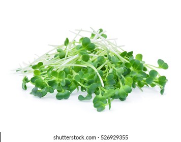 紫花苜蓿图片 库存照片和矢量图 Shutterstock