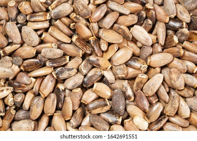 Heap Of Blessed Milk Thistle Seeds - Silybum Marianum - Closeup From Above