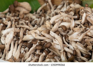 heap of brown mushrooms organic vegetable at market - Shutterstock ID 1350998366
