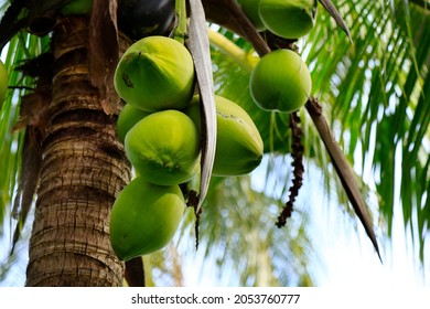 heap of coconut in coconut plantation