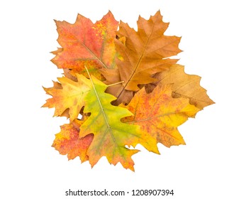 Heap Of Colorful Autumn Leaves Isolated On White. Top View.