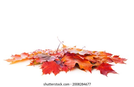 Heap of colorful Maple leaves isolated on white background