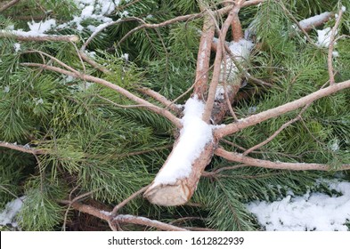 Heap of cut spruce trees thrown into the trash after Christmas, covered in snow