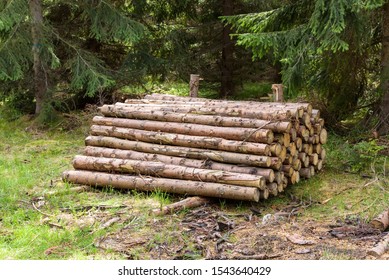 Heap of cut tree trunks in a forest