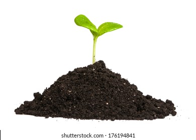 Heap Dirt With A Green Plant Sprout Isolated On White Background