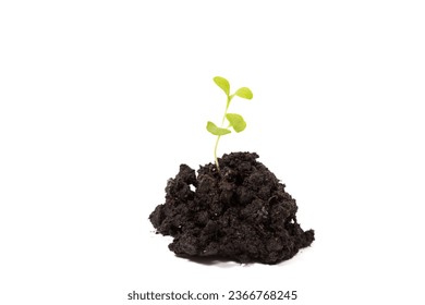Heap dirt with a green plant sprout isolated on white background - Shutterstock ID 2366768245