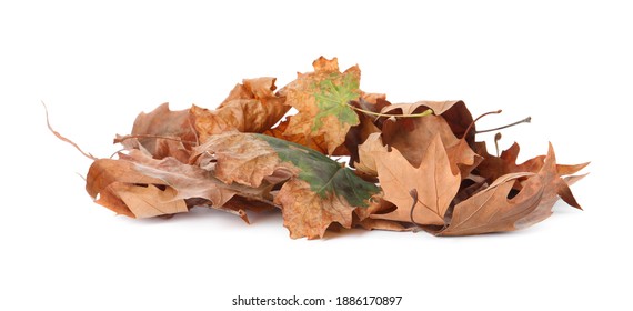 Heap of fallen leaves on white background. Autumn season
