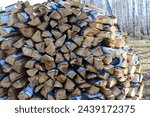 heap of firewood isolated in the birch forest