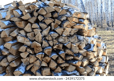 heap of firewood isolated in the birch forest