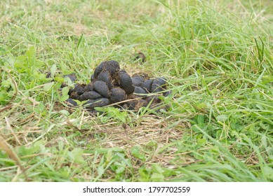 Heap of fresh brown horse poop or shit on grass. Horse excrements in the meadow.