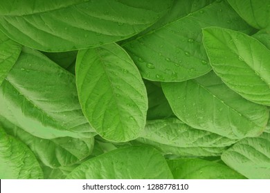 Heap Of Fresh Guava Leaves Background