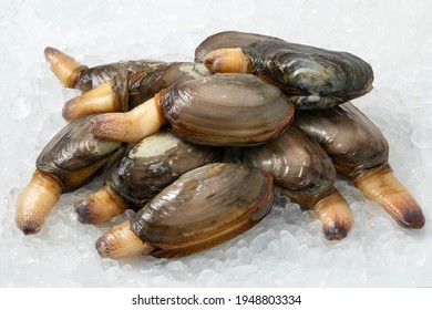 Heap of fresh raw alive soft shell clams, an edible saltwater clam, on ice 
