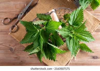 Heap Of Fresh Young Organic Nettle Leaves On Old Wood Background. Wild Plants For Spring Healthy Vegan Eating. Top View, Copy Space
