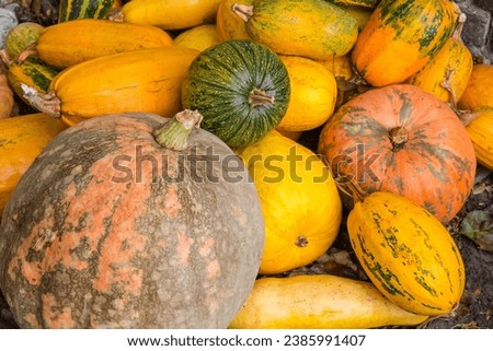 Heap of harvested different varicolored pumpkins on a farm in overcast day outdoors, fragment of pumpkin heap close-up in selective focus
