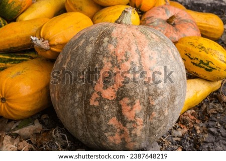 Heap of harvested different varicolored pumpkins on a farm in overcast day outdoors, selective focus
