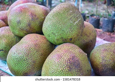 A Heap Of Large Whole Jackfruit.       